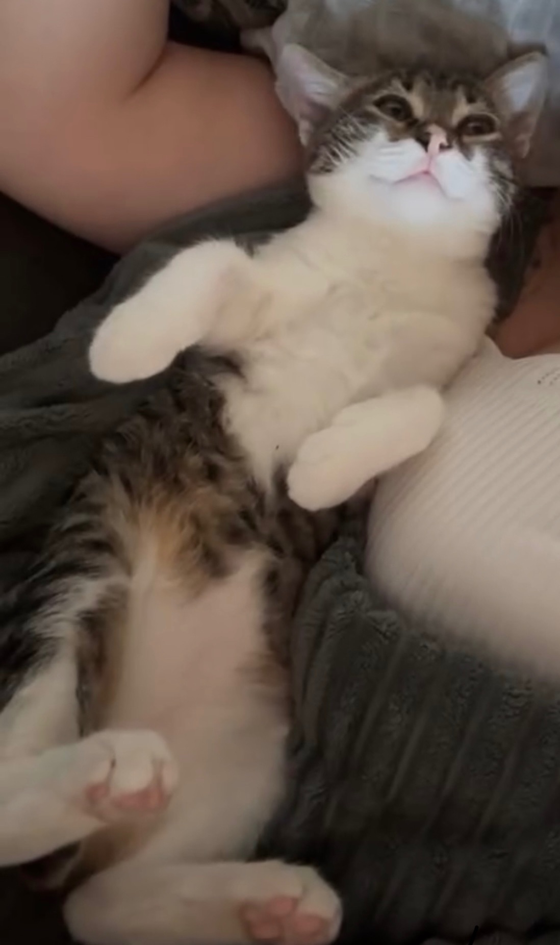 Кошеня