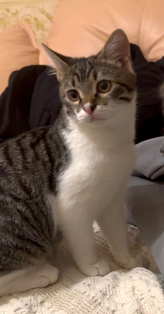 Кошеня