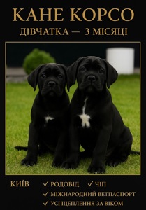 Cane de Corso Italiano