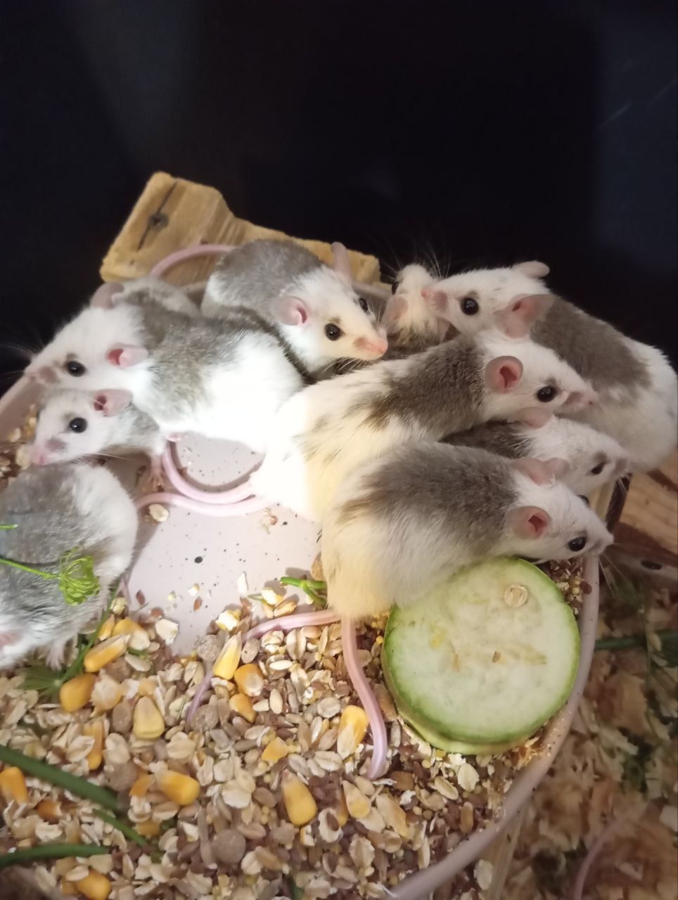 Мастоміс, натальська криса, мастомисы, кормові миші