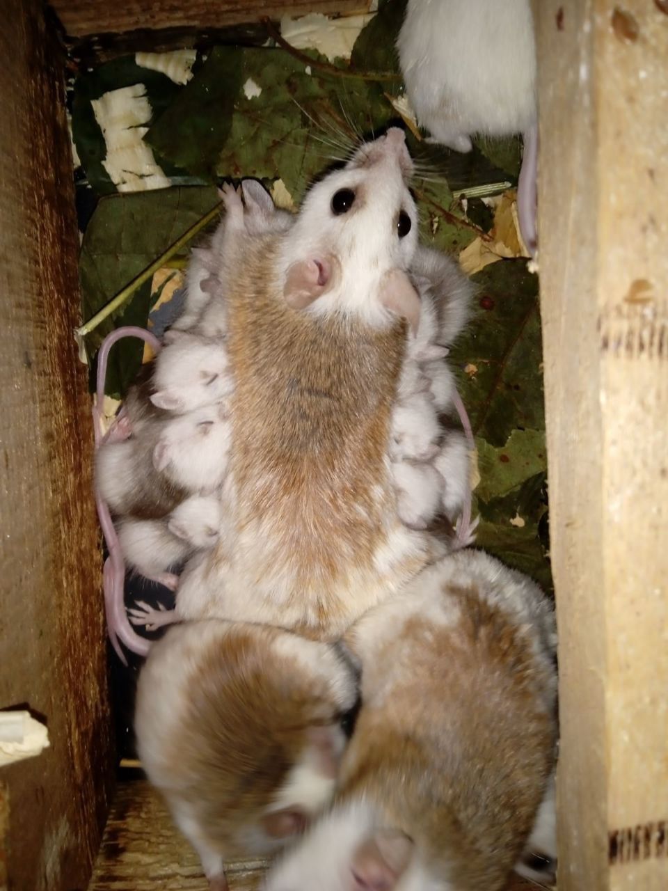 Мастоміс, натальська криса, мастомисы, кормові миші