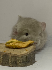 Шиншилла беж мальчик