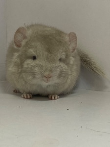 Шиншилла беж мальчик