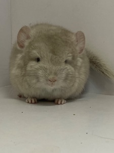 Шиншилла беж мальчик