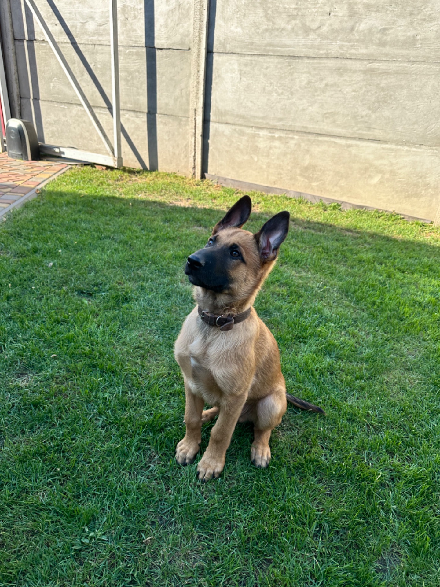 Цуценята Малінуа