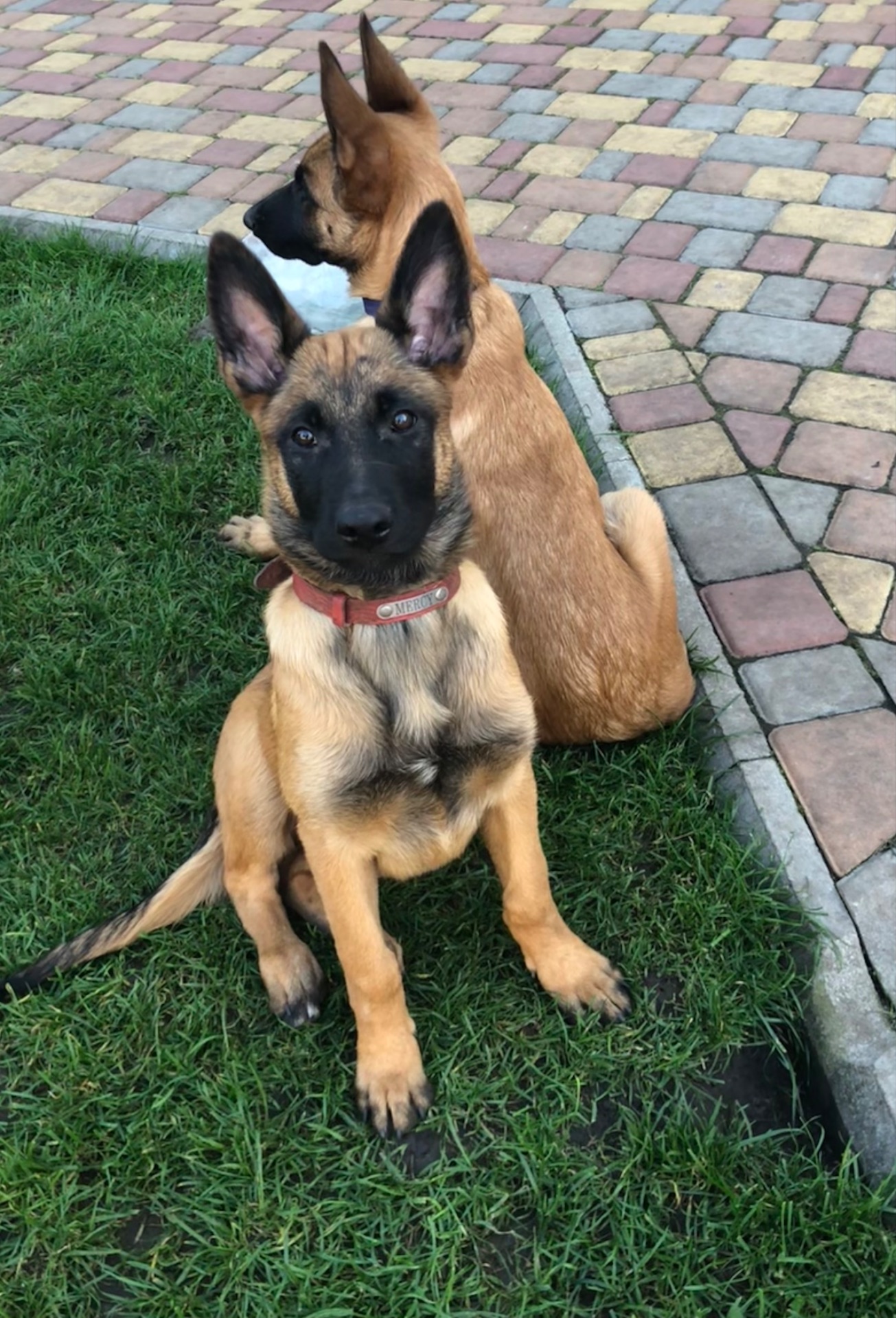 Цуценята Малінуа