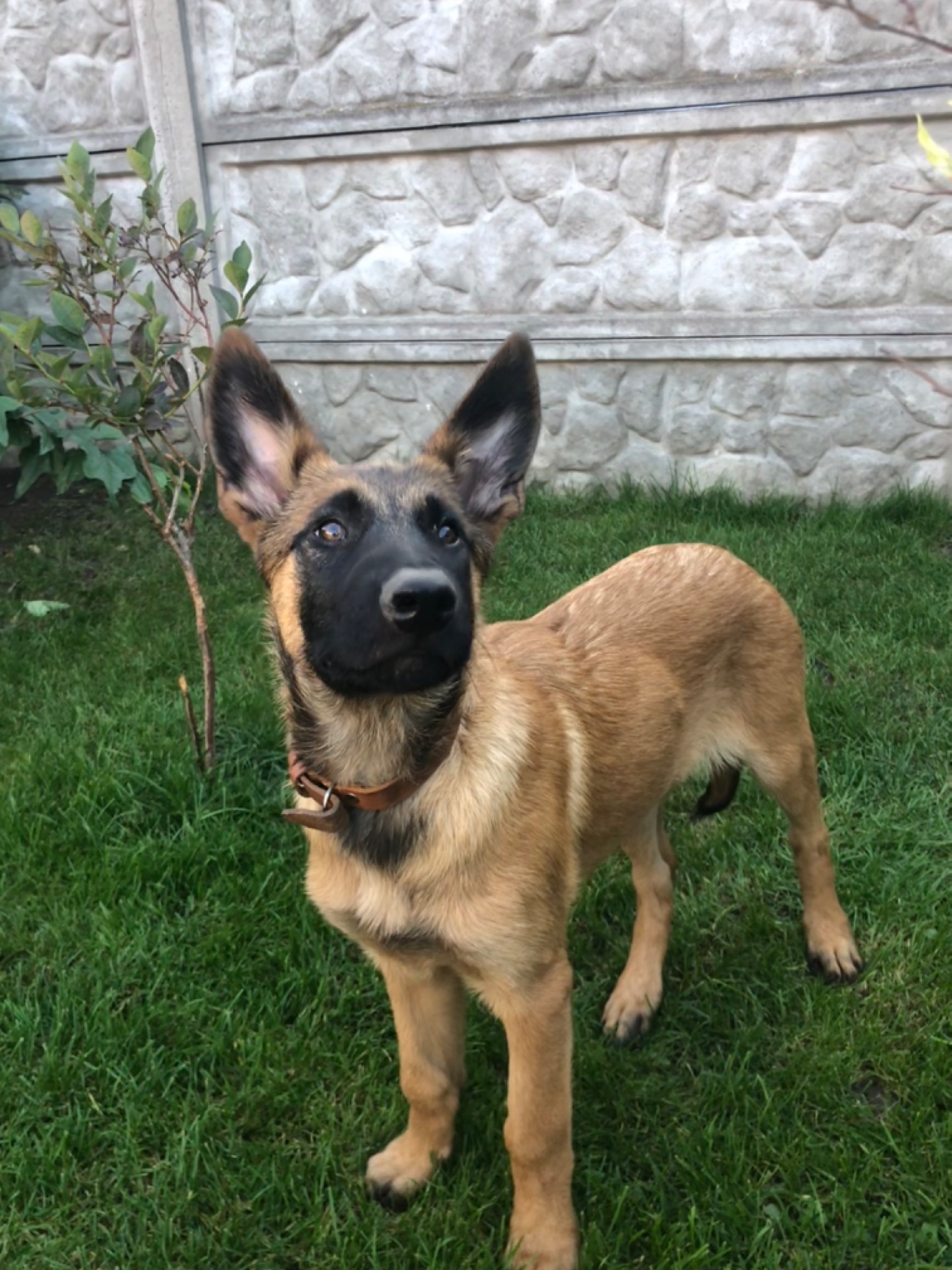 Цуценята Малінуа