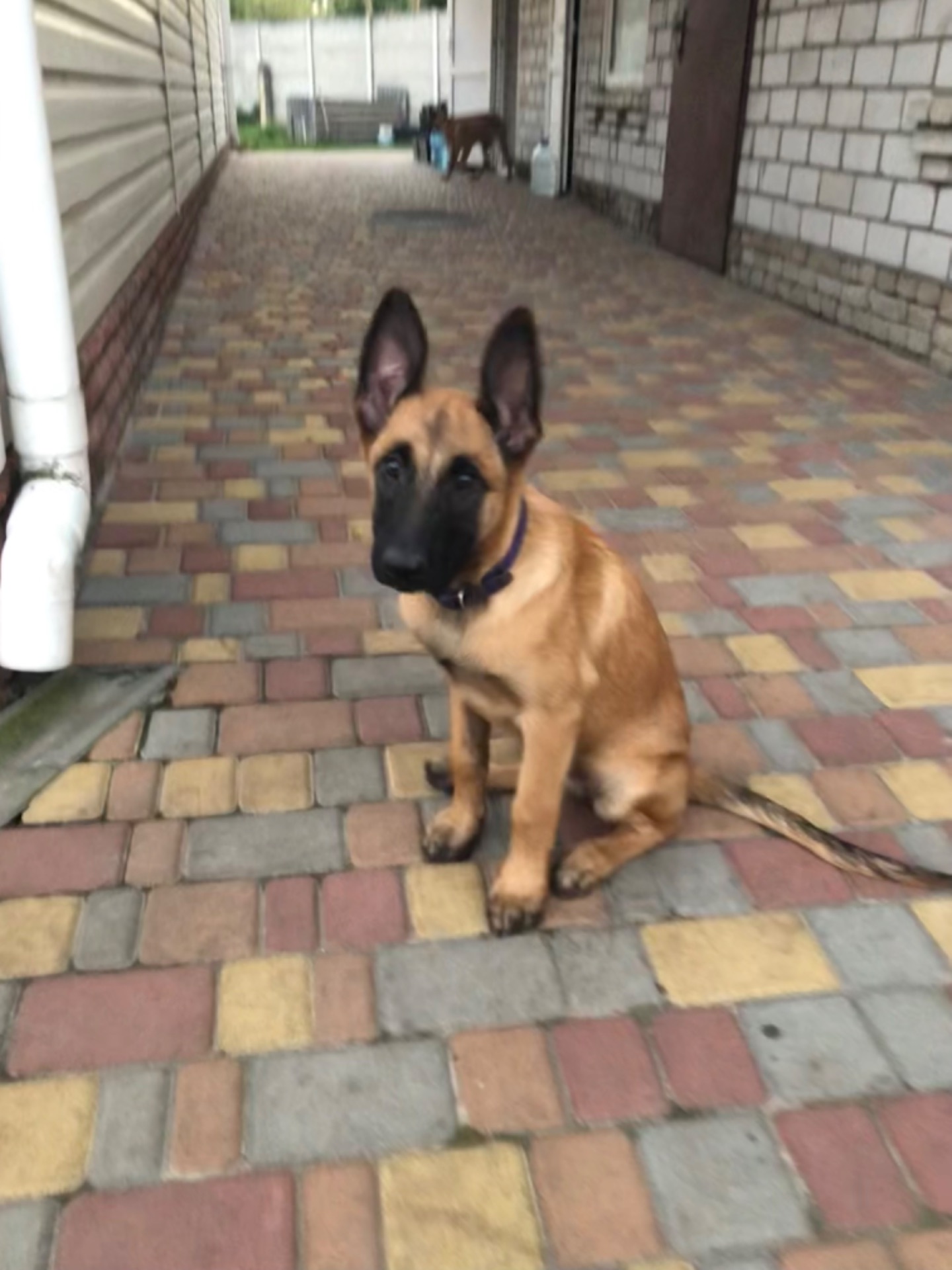 Цуценята Малінуа