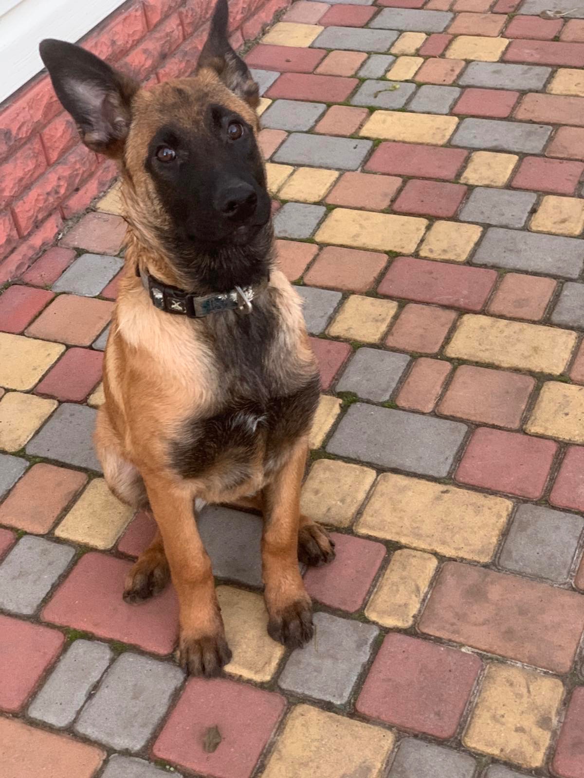 Цуценята Малінуа