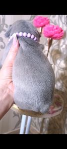 Цуйеня французького бульдога