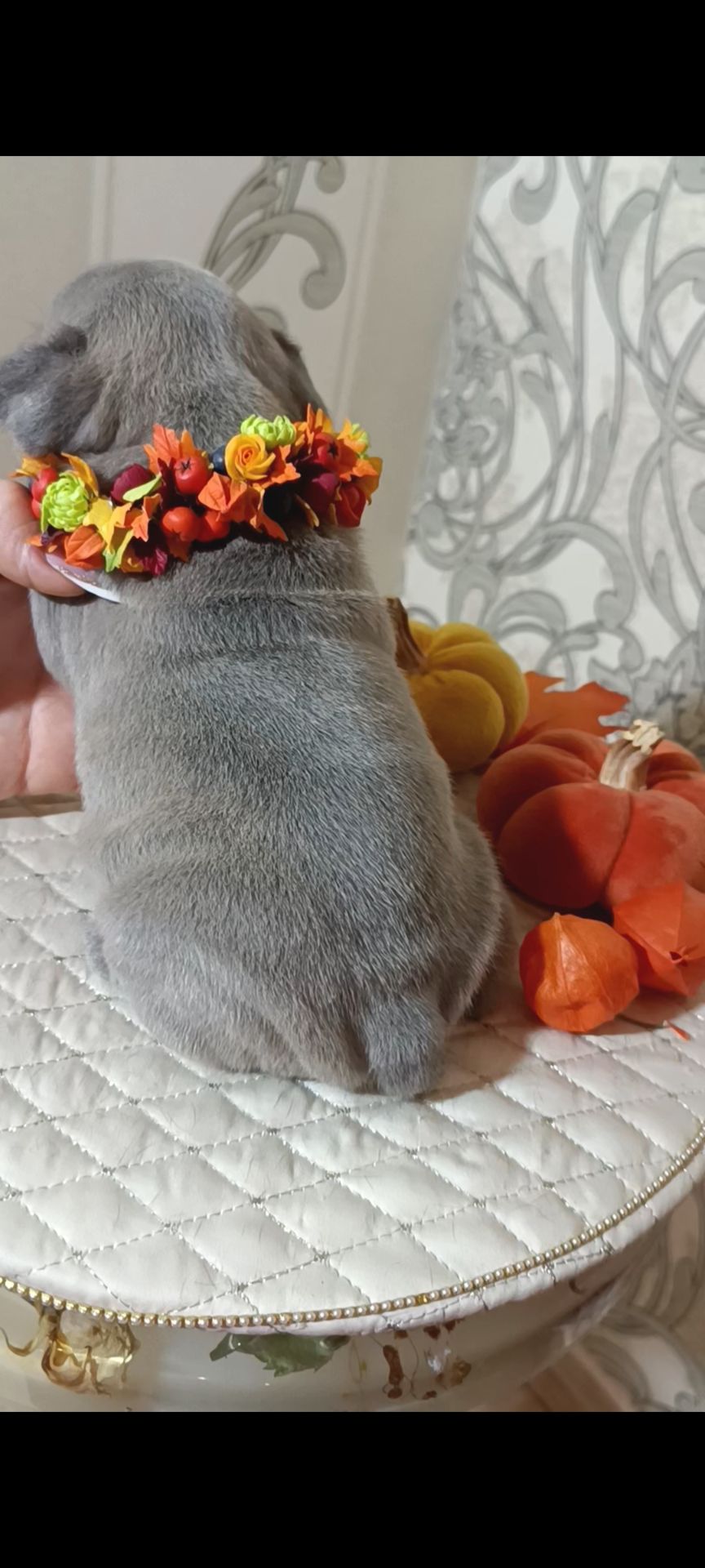 Цуценя французького бульдога