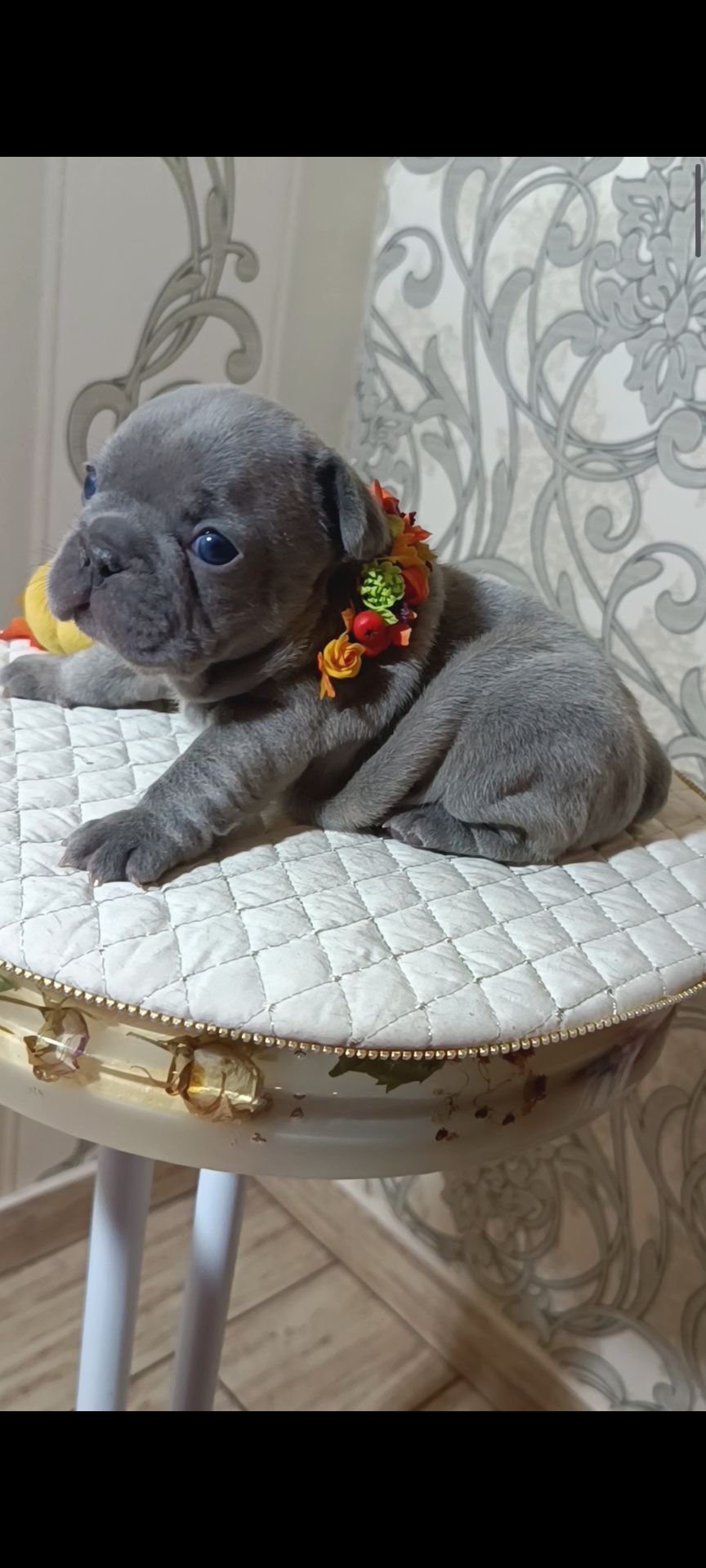 Цуценя французького бульдога