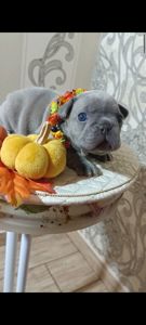 Цуценя французького бульдога
