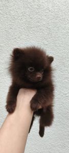 Мини мальчик померанский шпиц, шоколад, ксу