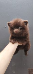 Мини мальчик померанский шпиц, шоколад, ксу