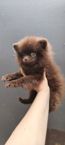 Мини мальчик померанский шпиц, шоколад, ксу