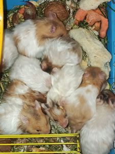 Малюки сирійського хом'яка, пухнасті хом'ячата