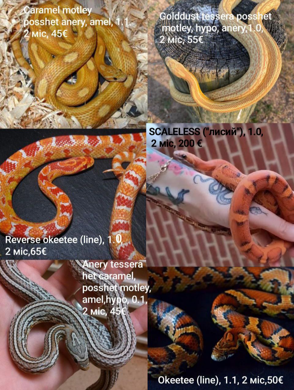 Маїсовий(маїсовий) полоз, малюки 2025 року, маїсовий полоз, маисовый полоз, маисик