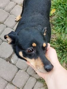 Супер собака Адель, 2 роки