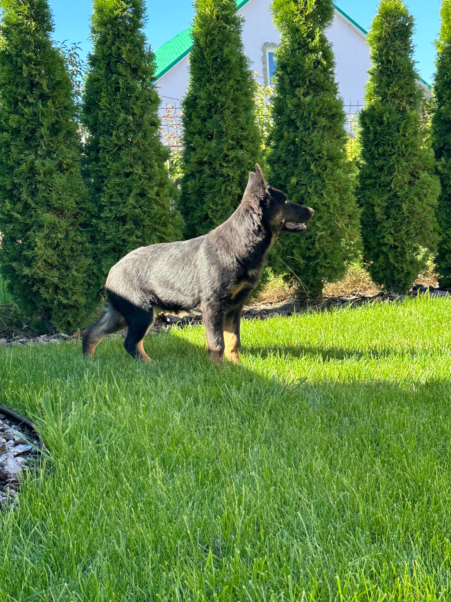 Німецька вівчарка