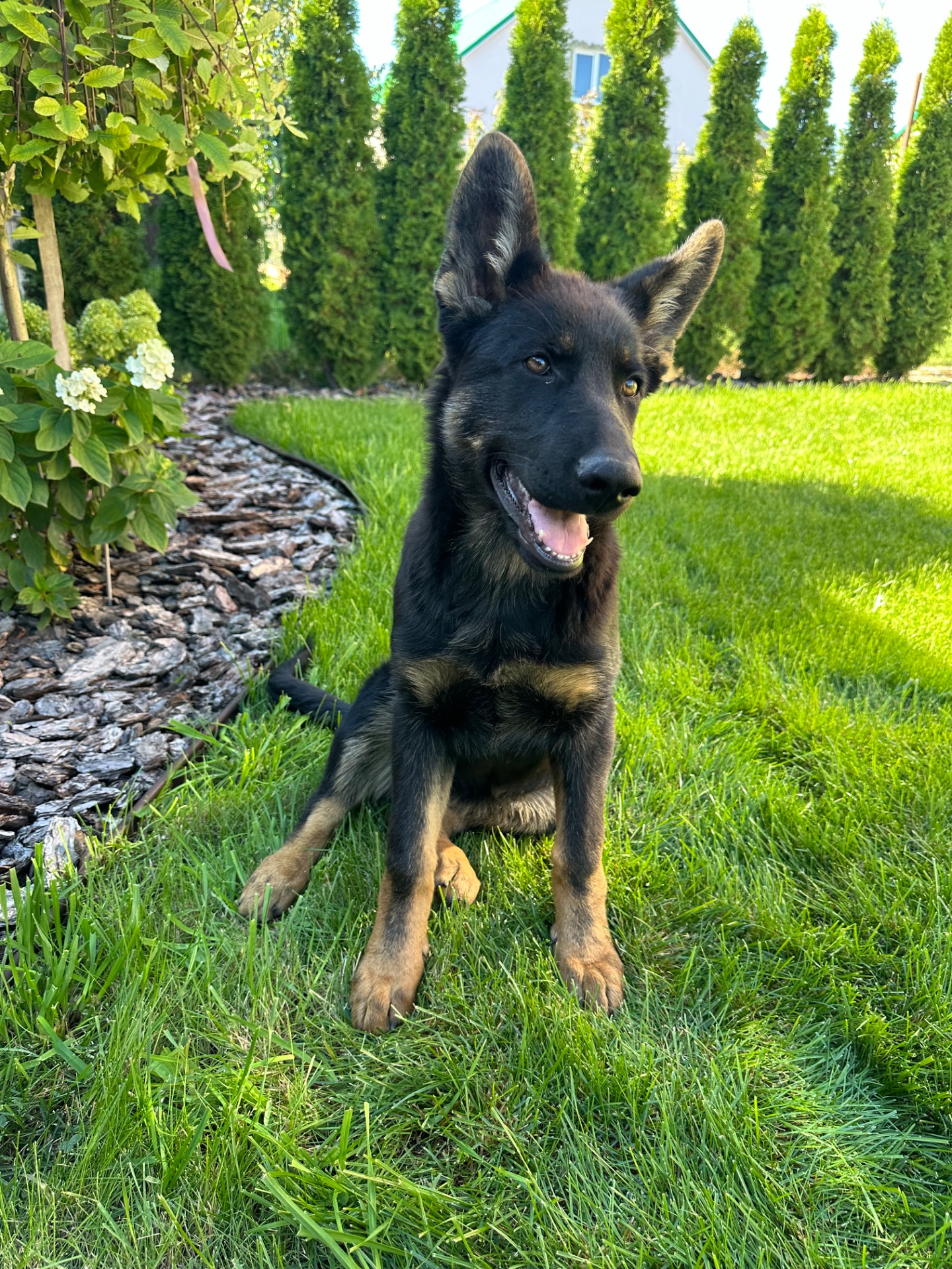 Німецька вівчарка