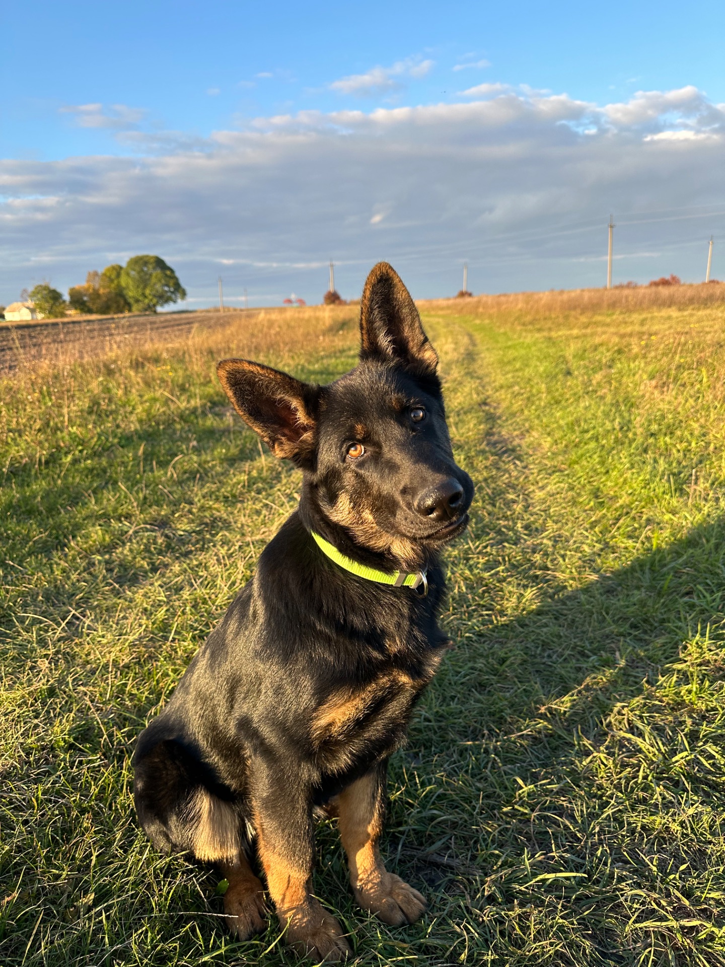 Німецька вівчарка