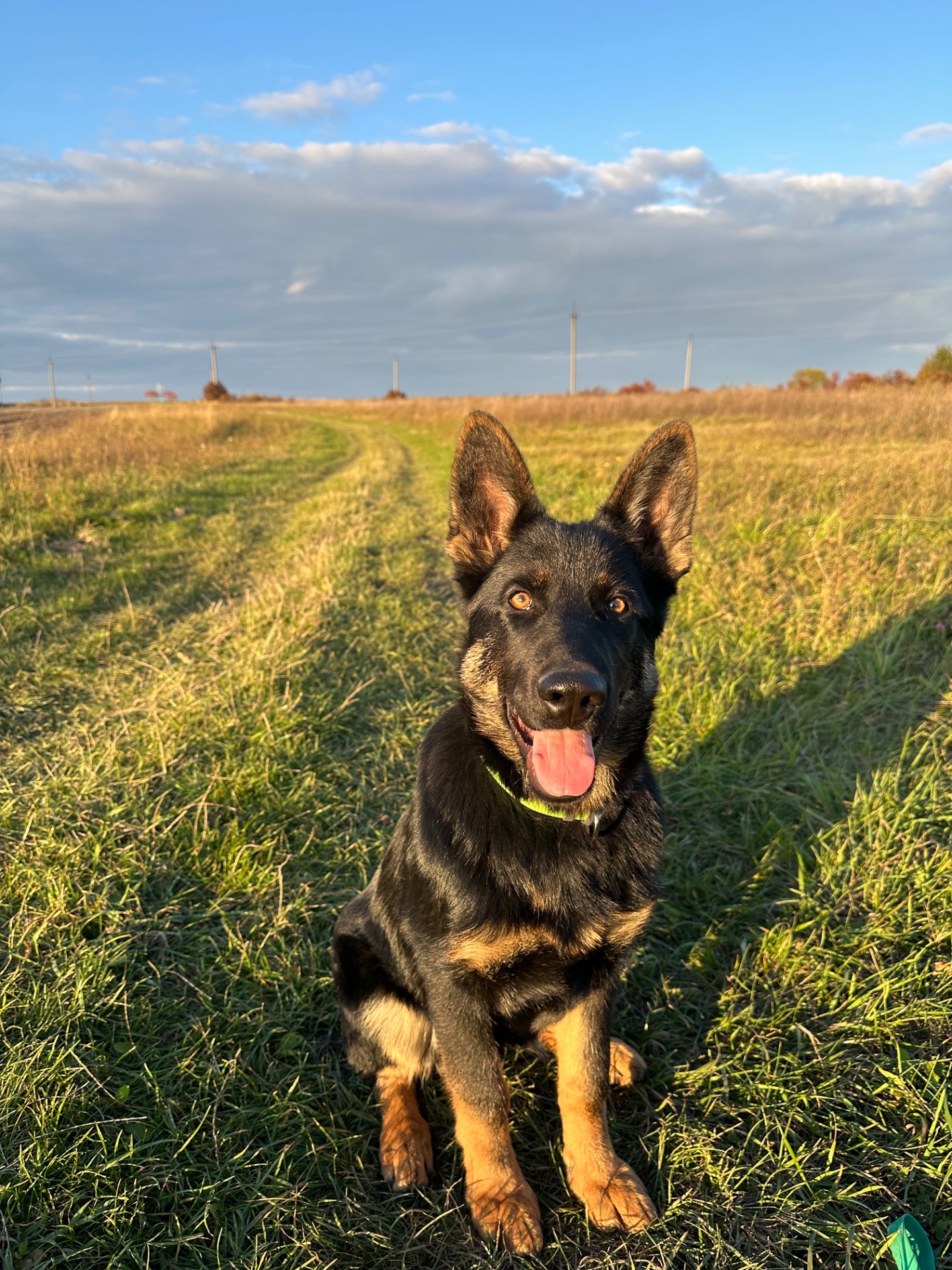 Німецька вівчарка