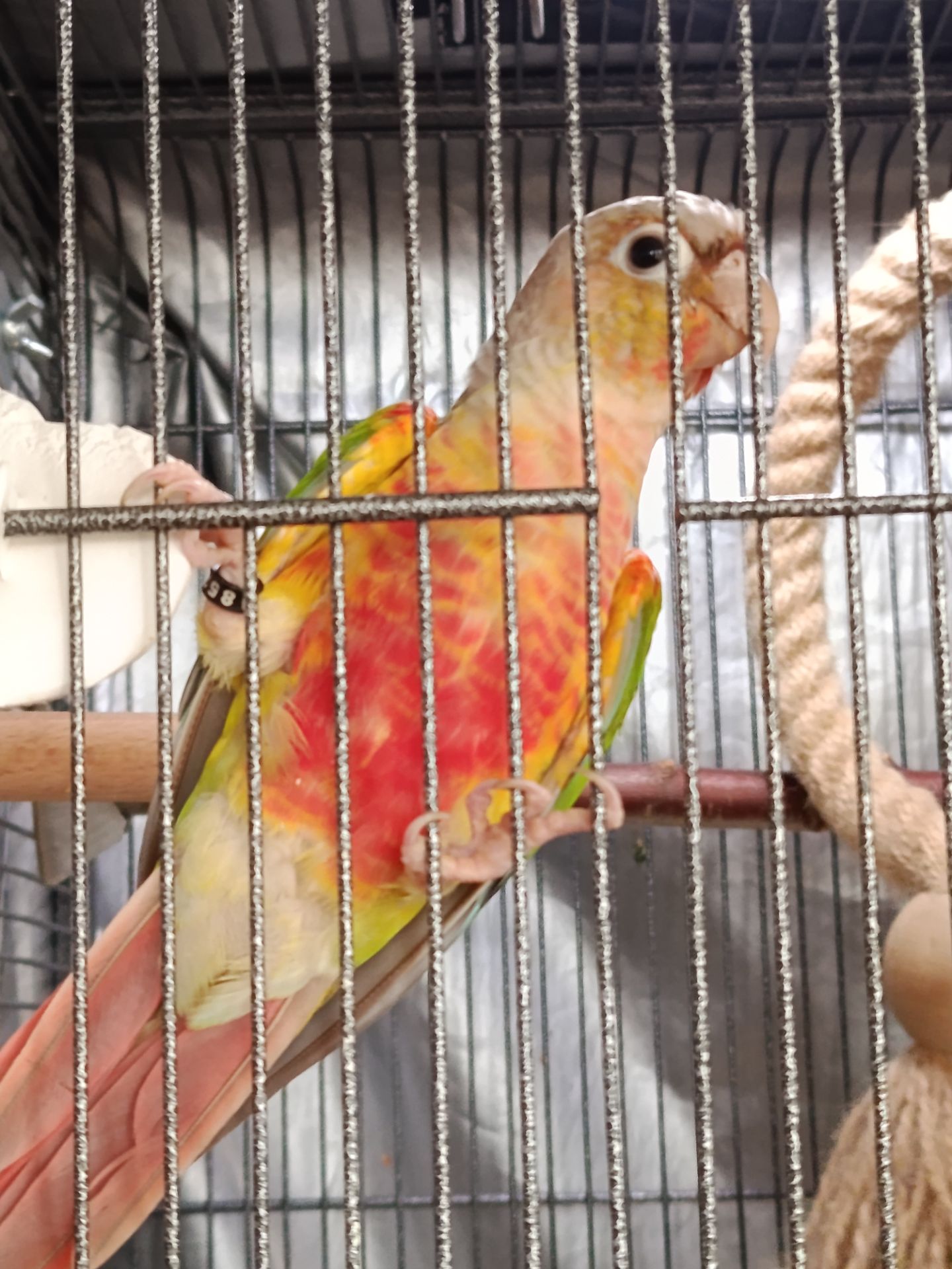 Пиррура окрас Ананас