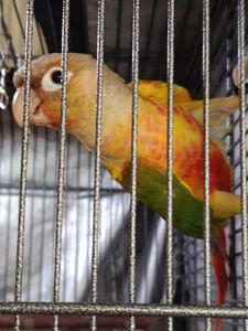 Пиррура окрас Ананас