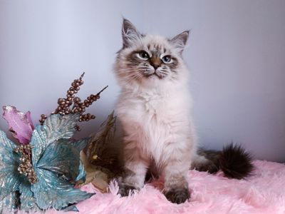 Милий клубний невський маскарадний хлопчик Alshain