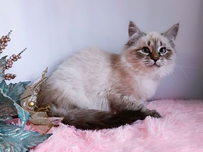 Клубна невська маскарадна дівчинка Andromeda