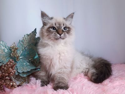 Милий клубний невський маскарадний хлопчик Alshain