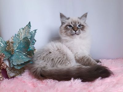 Милий клубний невський маскарадний хлопчик Alshain