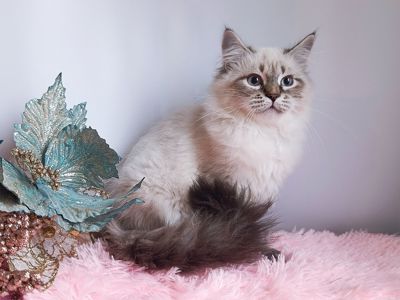 Дуже гарний клубний невський маскарадний хлопчик Altair