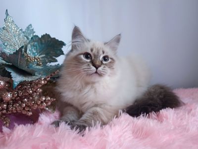 Дуже гарний клубний невський маскарадний хлопчик Altair