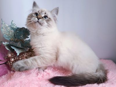 Клубна невська маскарадна дівчинка Andromeda