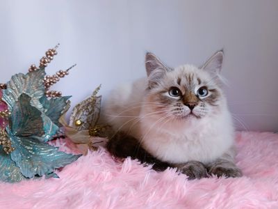 Клубна невська маскарадна дівчинка Andromeda