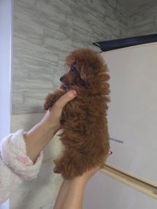 Цуценята той пуделя