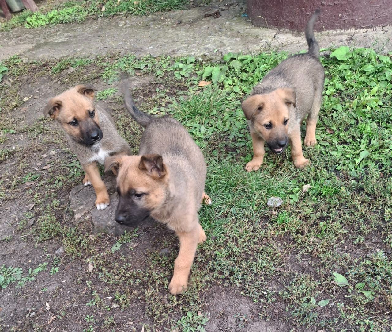 Цуценята від німецької вівчарки