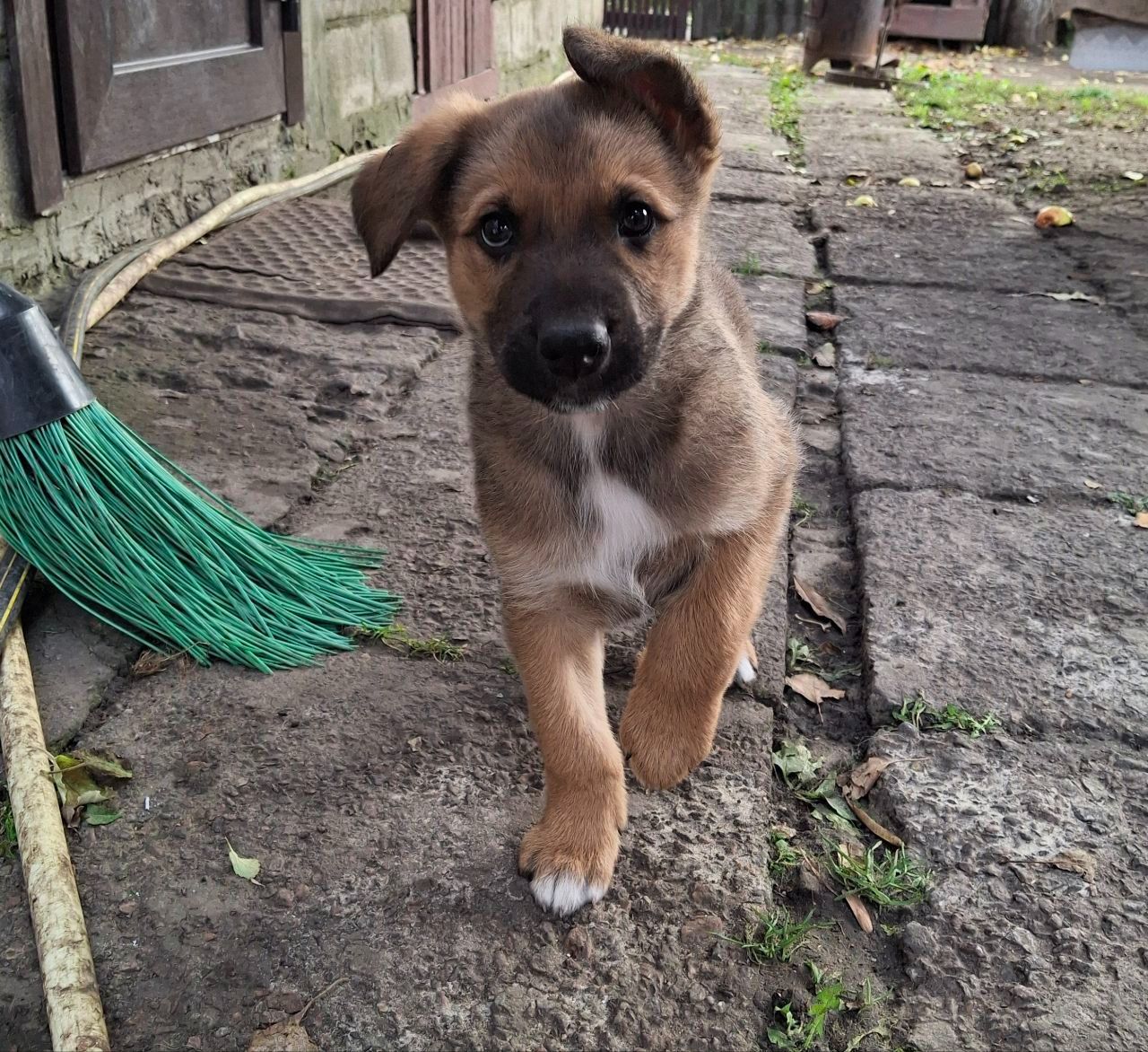 Цуценята від німецької вівчарки