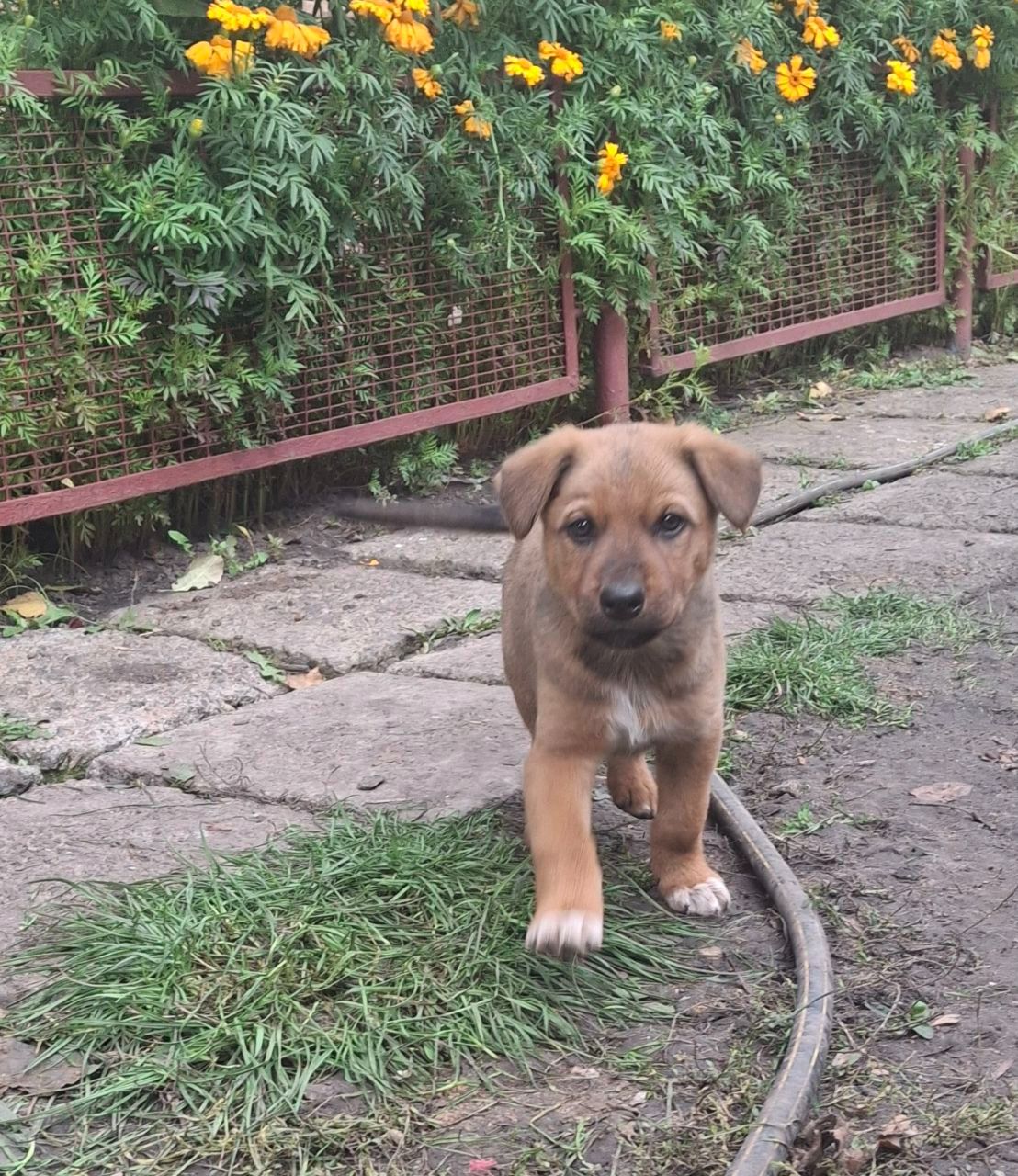Цуценята від німецької вівчарки