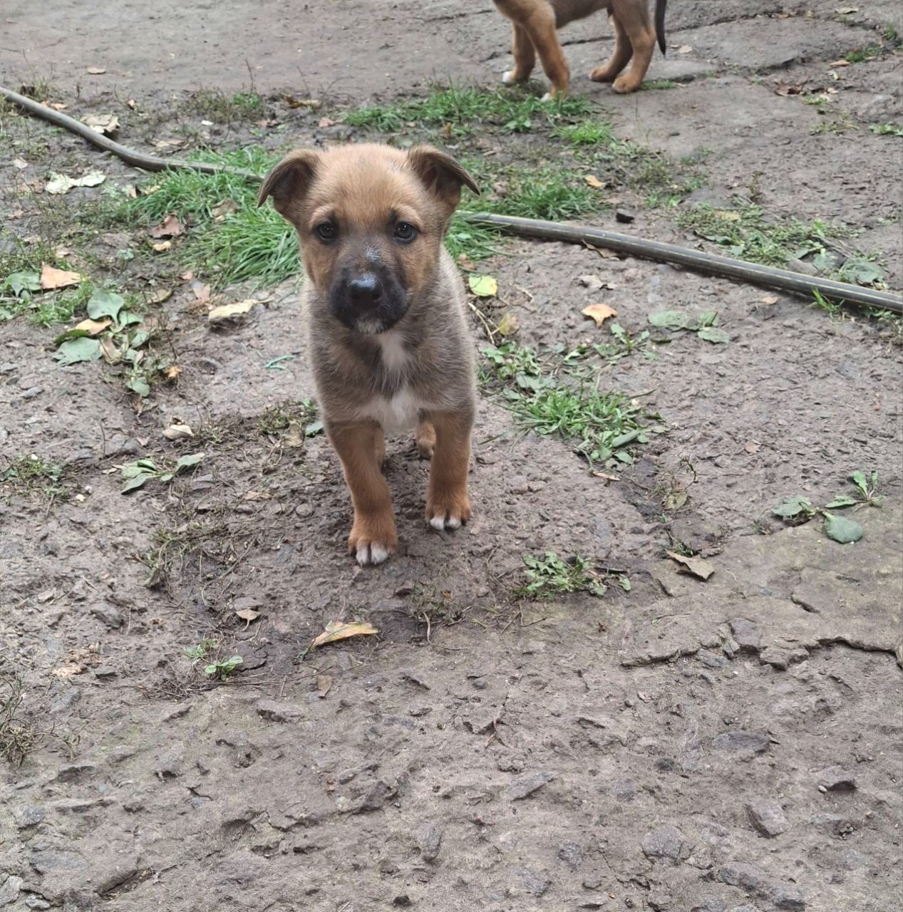 Цуценята від німецької вівчарки