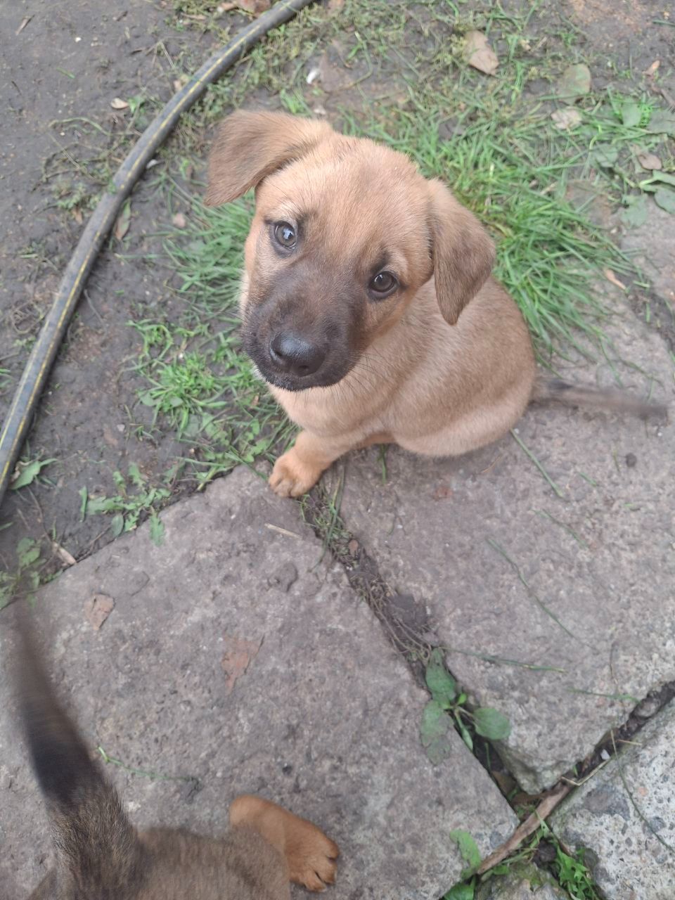 Цуценята від німецької вівчарки