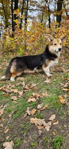 Симба мальчик вельш корги пемброк КСУ