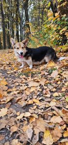 Симба мальчик вельш корги пемброк КСУ