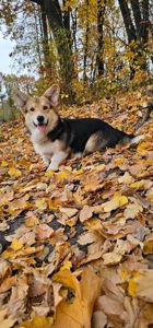 Симба мальчик вельш корги пемброк КСУ