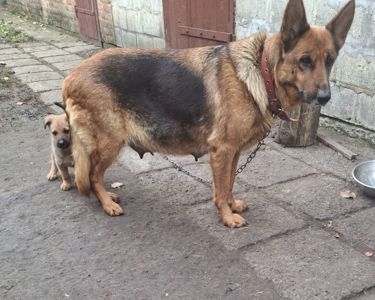 Цуценята від німецької вівчарки