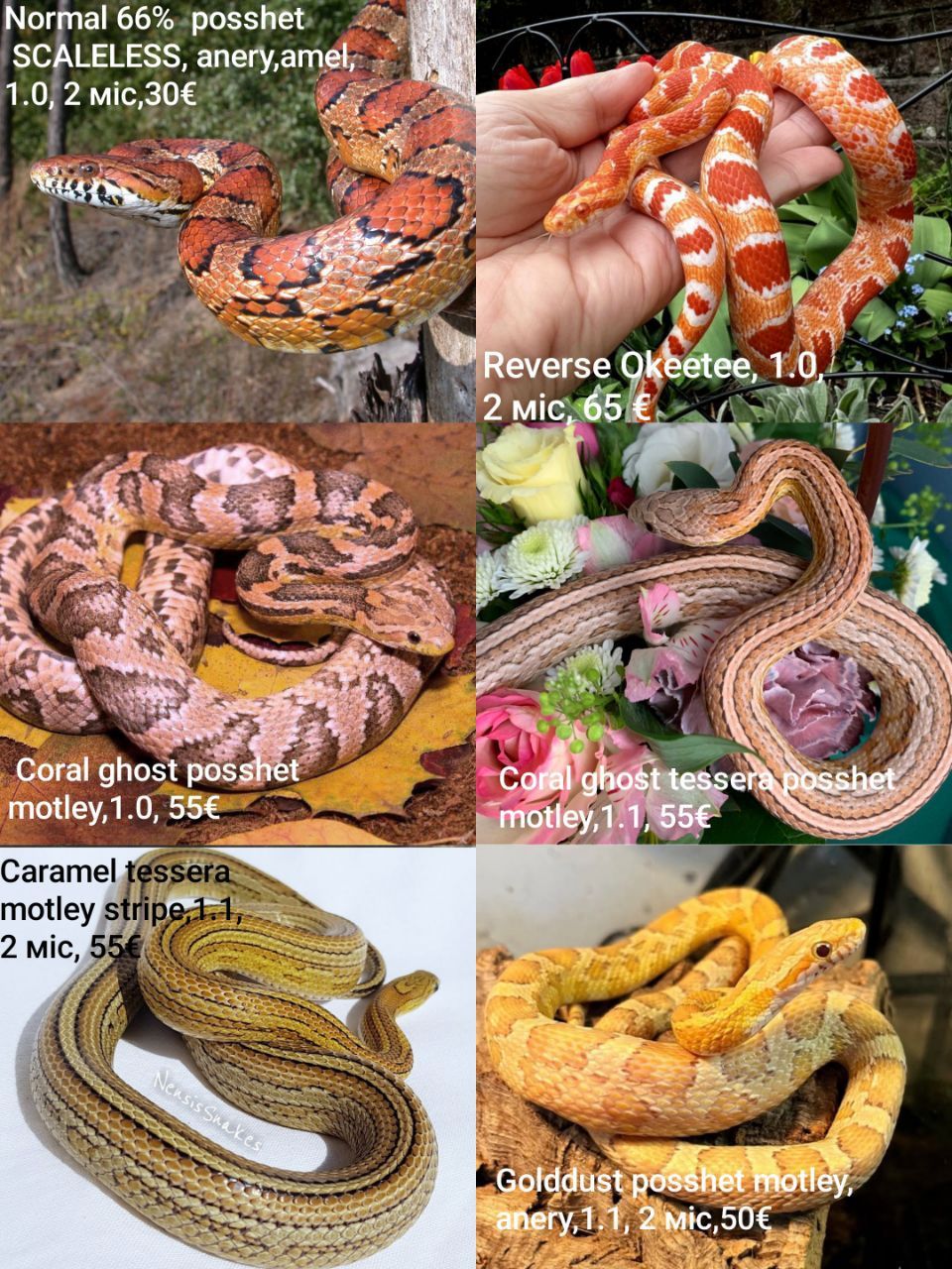 Маїсовий(маїсовий) полоз, малюки 2025 року, маїсовий полоз, маисовый полоз, маисик