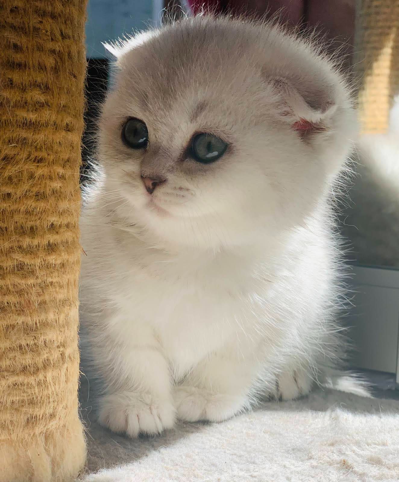 Шотландська дівчинка срібна шиншила