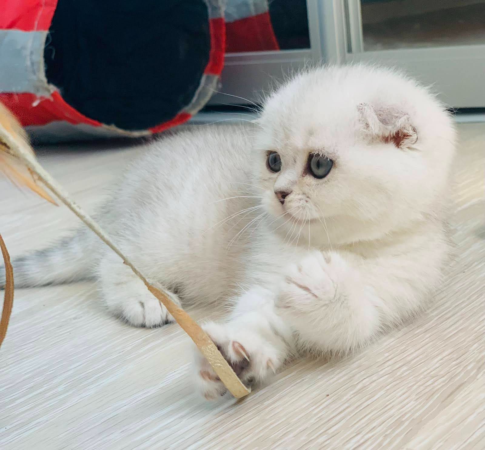 Шотландська дівчинка срібна шиншила